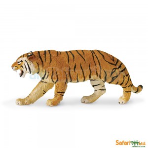 Tygrys Bengalski