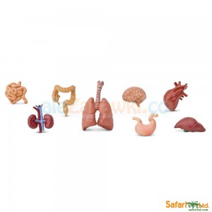Ludzkie narządy, 3+, SafariLtd